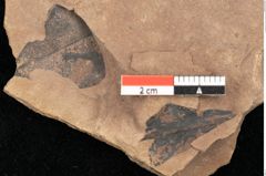 Foto (Detailsansicht) von Quercus mediterranea, Unger (NHMW-GEO-2024-0188-0943)